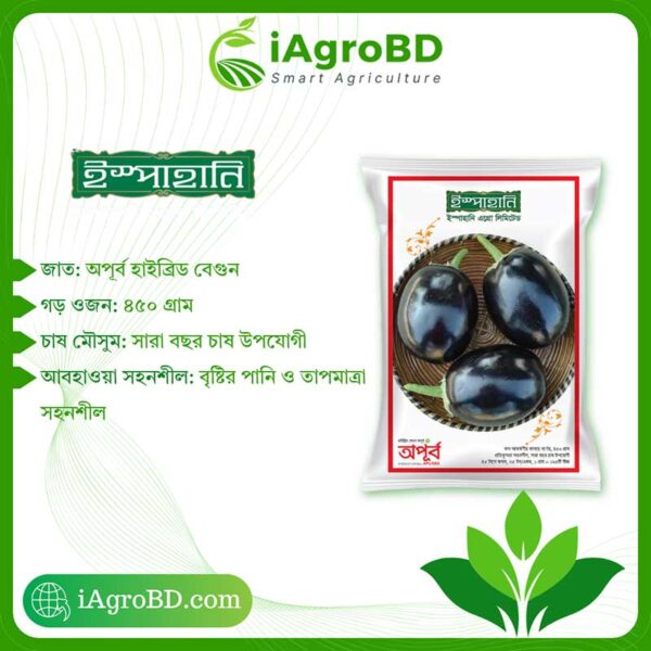 Apurba Hybrid Begun Seeds - iAgroBD Apurba Hybrid Begun Seeds ispahani agro - iAgroBD